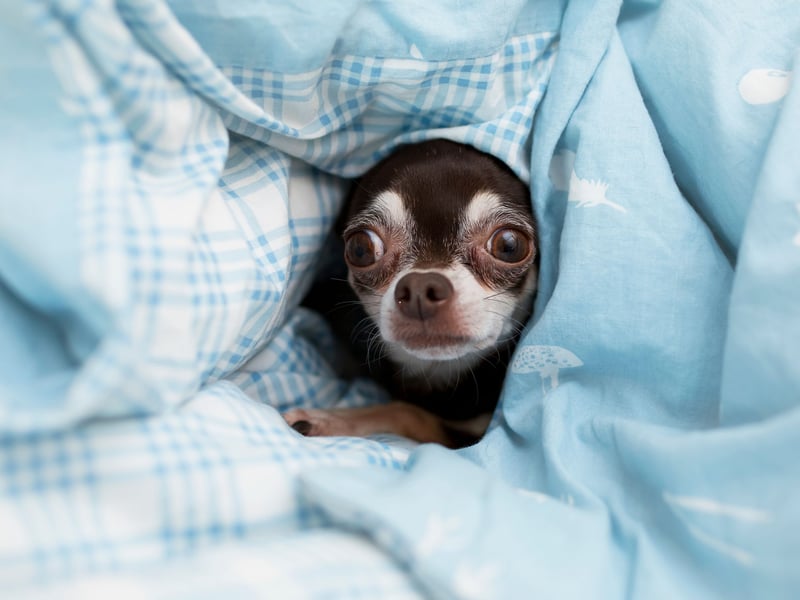 If space is at a premium then you can't get a better sleeping partner than the Chihuahua - the world's smallest dog. These dogs are packed with character and love staying close to their beloved owners all the time.