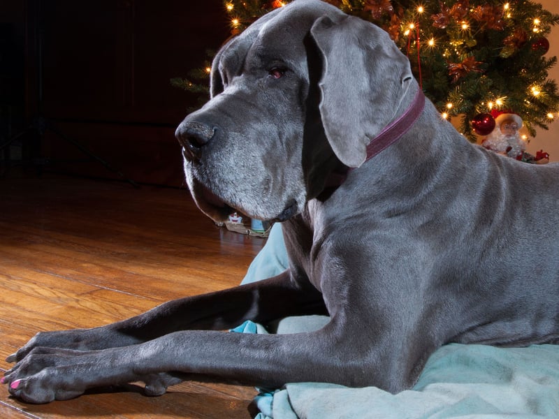 The main issue with the Great Dane is its enormous size - even the largest bed is unlikely to leave you much room with this enormous canine next to you.