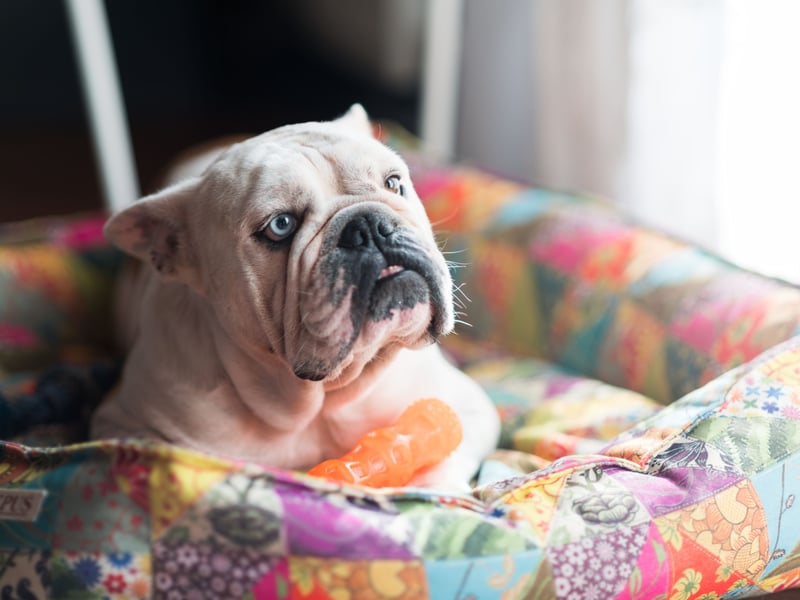 A perhaps surprise entry in the list of best dogs to share a bed with is British Bulldogs. With low amounts of shedding, barking and a very relaxed temperament, according to the research these pups actually make pretty great sleeping companions – but do watch out for the drool.
