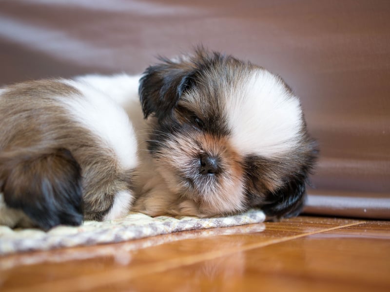 The Shih Tzu tends to be an excellent bed buddy - having beed bred to be lapdogs in their native China. Some of these cute characters do have a tendency to bark though, so expect to be occasionally woken if they hear something outside. 