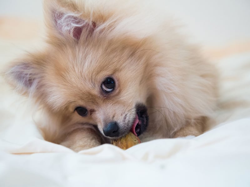 The Pomeranian is another dog on this list that can enjoy the occasional bark at night. If you can keep them quiet though, these tiny dogs are great company - and take up very little space.