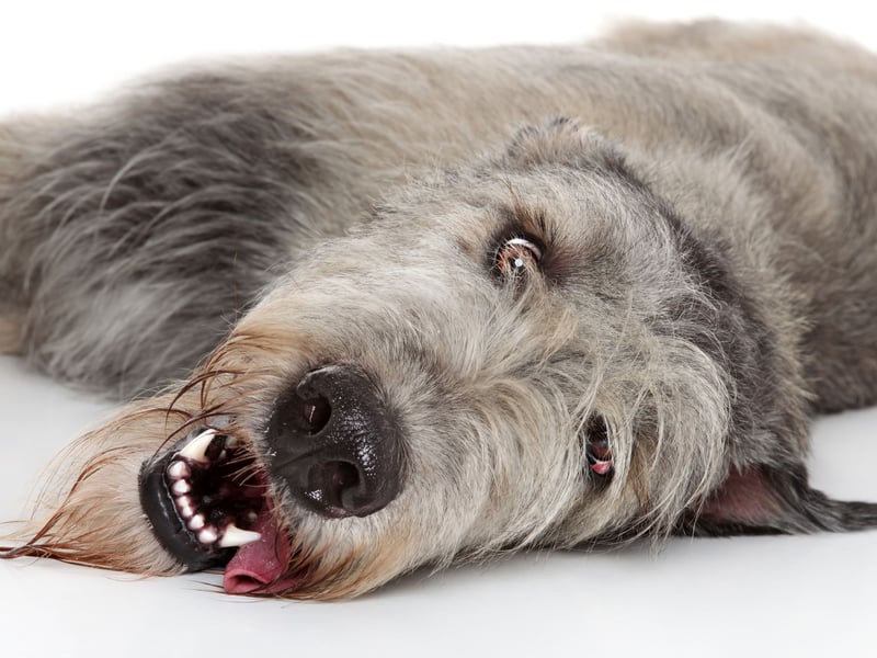 If anything the leggy Irish Wolfhound takes up even more room than the Great Dane. They also shed and have moderate energy levels - so are prone to wriggling!
