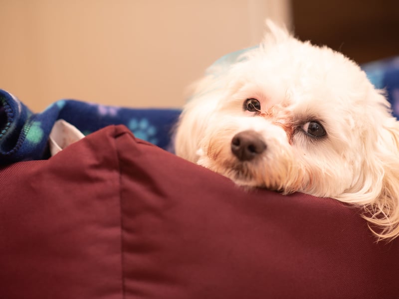 Taking the top spot as the best dog breed to have in your bed are Maltese pooches, with their small size and lack of shedding and drooling, are officially the perfect dogs to nap with. 