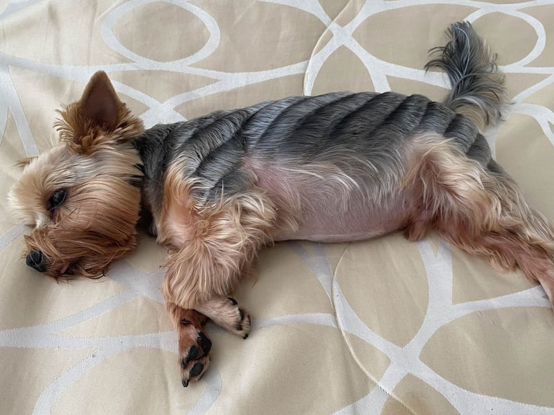 The Yorkshire Terrier scored well in all categories, only missing out on top spot because they can be slightly too energetic for long lies on a Sunday.