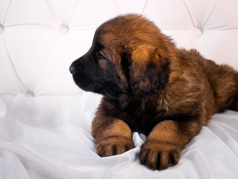 Leonbergers, large shaggy dogs with a gentle nature, make great pets but are less than ideal to nap with and are third on the list.
