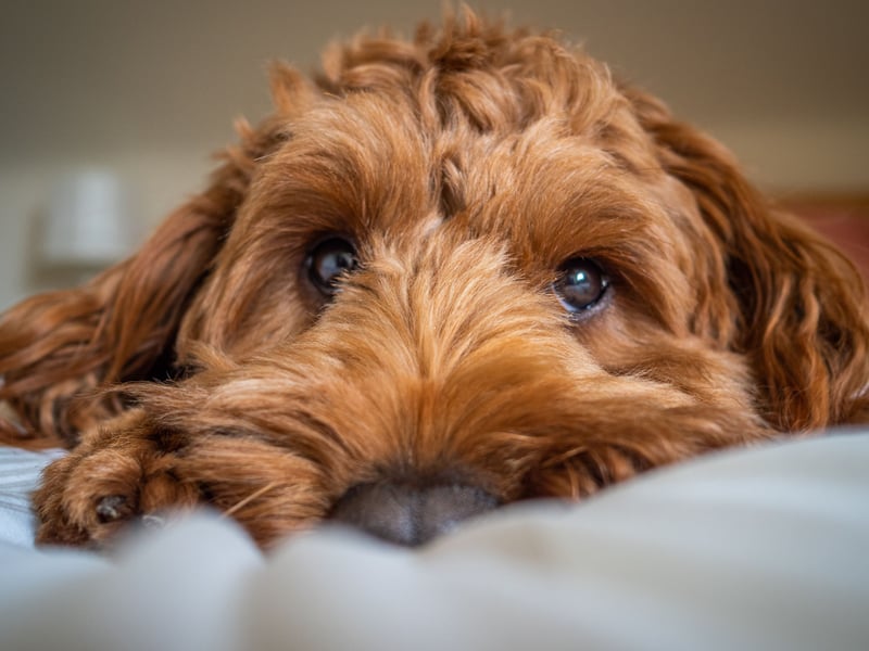 One of the most popular dog breeds in recent years, Cockapoos (a mixture of cocker spaniels and miniature poodles which aren't pedigree), are the equal third best dogs to have in your bed. They lose a couple of points for their relatively big size, but otherwise have all the right attributes to be a great bedfellow.