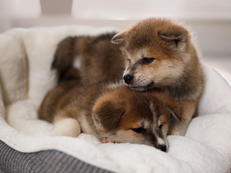 Another big breed - the Japanese Akitas - came second on the list. They are also known for being big shedders but also make for tricky bedfellows due to their barking and energetic tendencies.