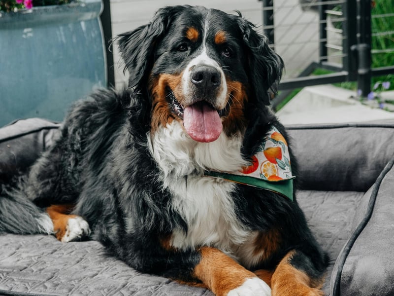 Moving onto the dogs that should maybe stick to sleeping in their own room. Bernese Mountain Dogs are officially the worst dog breeds to have in your bed, with their large size and high shedding levels being the main reasons why. These gentle giants have a lovely temperament, known for being affectionate and loyal, but if you have one in your bed you can expect to find lots of fur between the sheets, and perhaps a touch of drool and a high chance of barking. 