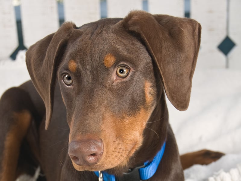 Continuing the run of big dogs, not only will the Doberman Pinscher take up more than its fair share of space, it will also be unlikely to stay still all night due to its high energy levels. 