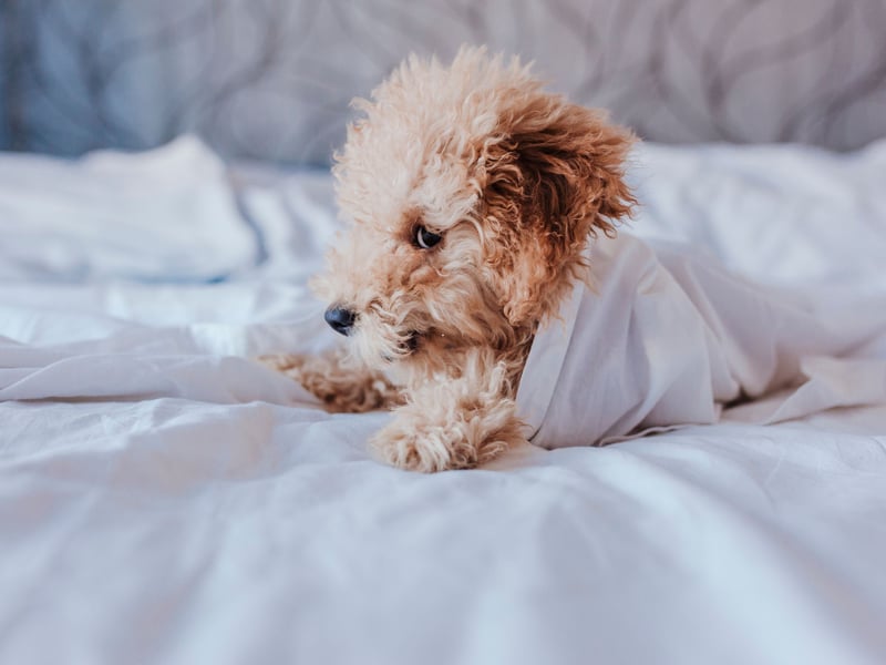 The Poodle scored particularly highly for a lack of shedding hair - this hypoallergenic breed won't leave your bed matted with fur. They also come in three different sizes - toy, miniature and standard - depending on the size of your bed!