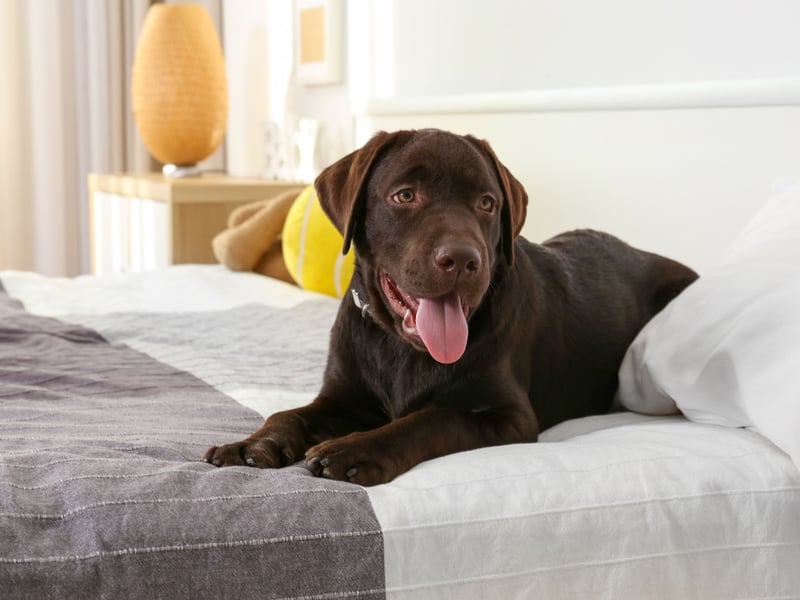 The first controversial entry on this list is the Labrador Retriever - the world's most popular dog. They may be supremely cuddly and loving but they shed lots of fur and also have a tendency to be quite energetic. 