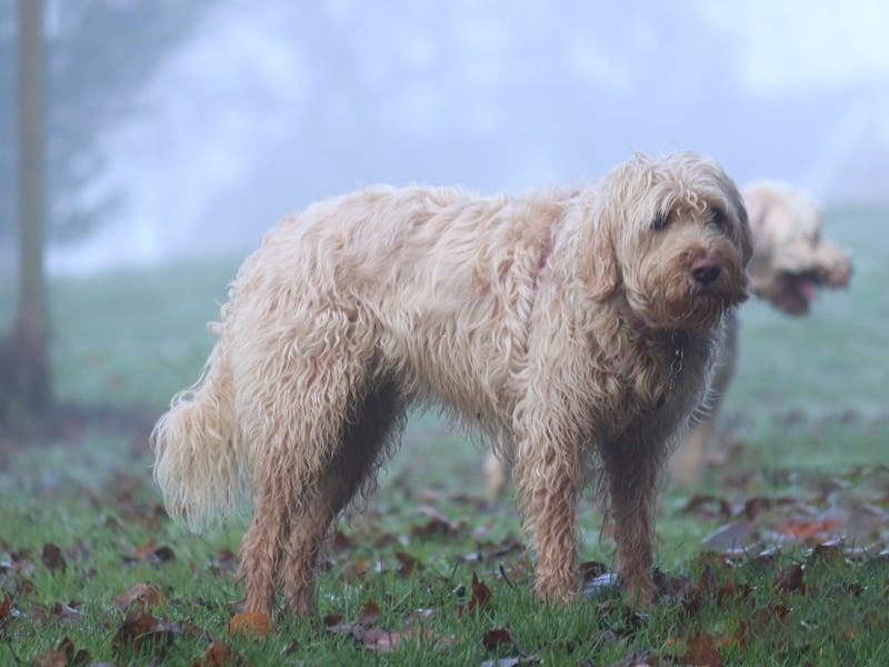 Thankfully the Otterhound is no longer used to hunt the cute aquatic mammals from which they got their name. When they did though, they were greatly assisted in their task by having the same webbed feet as their prey. 
