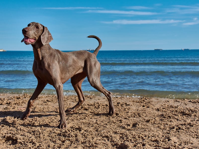 Bred to be an all-terrain hunting dog, the Weimaraner's long legs and webbed feet make it comfortable running on all surfaces before confidently jumping into the water when required. 