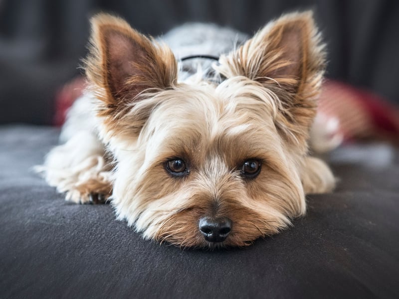 Remarkably, the diminutive Yorkshire Terrier is one of the best dogs to train to give medicine by pressing a button. These canine nurses have an eagerness to please that means they'll get on with anyone and everyone. 