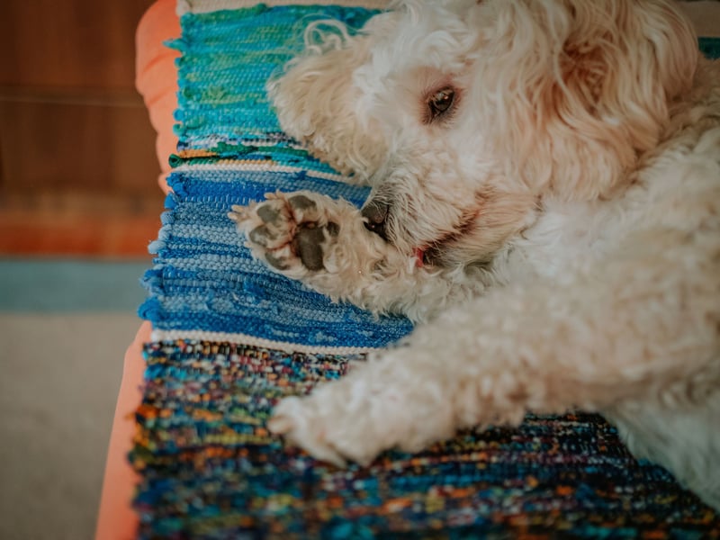 Bred to retrieve waterfowl, Poodles may now be more at home at dog shows and as family pets. Whatever the size - toy, miniature or standard - they all have webbed feet. It also helps them walk on mud, hopefully meaning less muck gets into those beautiful coats during walkies. 