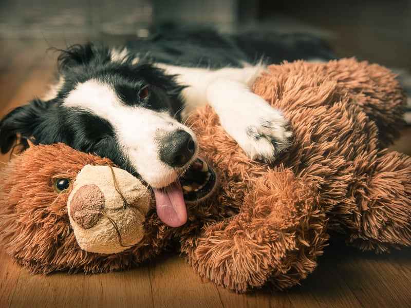 Highly intelligent and responsive, Border Collies are the easiest breed to train for advanced therapy work. They form deep bonds and excel in structured environments, offering both mental stimulation and emotional support to those who need it.