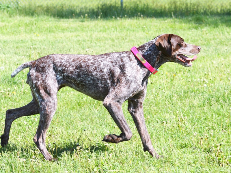 Another dog bred to hunt, the German Short-Haired Pointer has quite small ‘scoop-like’ webbed paws for paddling through water with ease. Their close cousins the German Wire-Haired Pointer also have webbed feet. 