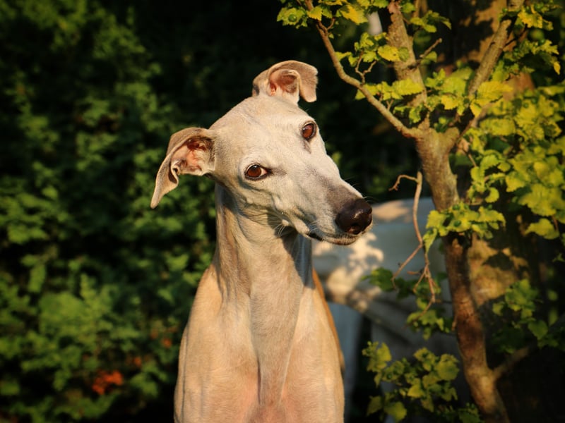 Surprisingly gentle and calm, Greyhounds are affectionate and quiet. Their laid-back personalities make them soothing companions, especially for anxiety sufferers and elderly individuals seeking calm, non-demanding interaction.