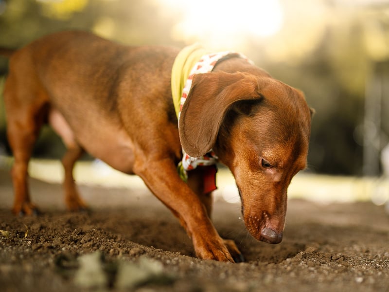 Not exactly known for their swimming abilities, it comes as a surprise to many that their cute sausage dog has webbed feet. Originally bred for hunting, their specialised feet help the Dachshund dig really quickly to locate critters underground.