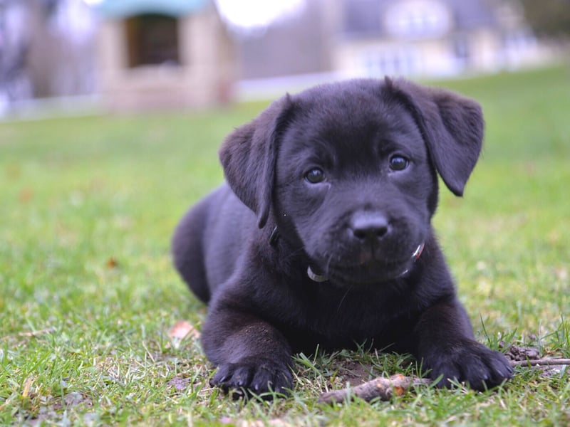 The Labrador Retriever is the UK's - and the world's - most popular dog. The attributes that make it such a great pet are the same that makes it a fine therapy dog - quick learners who are massively friendly and empathic.