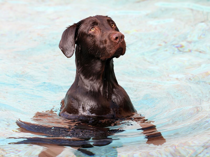 The world's most popular dog, the Labrador Retriever was originally used to retriever (hence the name) fish, fishing nets and even fishermen from the ice cold sea. This made their webbed feet invaluable - as well as their water repellent coat and rudder-like tail. These dogs are one of the strongest swimmers.