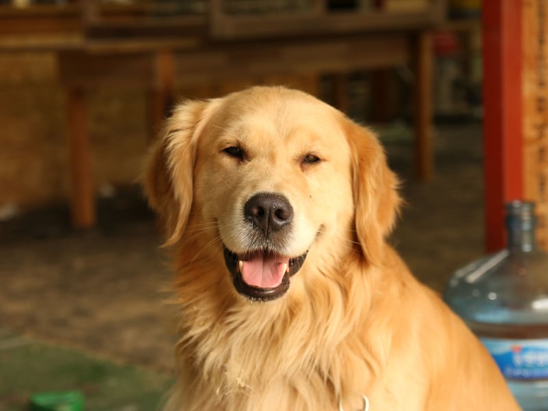 What is true of the Labrador Retriever tends to also hold true for its close cousin the Golden Retriever - and that's the case for their supreme suitability as a therapy dog. Plus, they have the advantage of having a longer coat - perfect for running your hands through. 