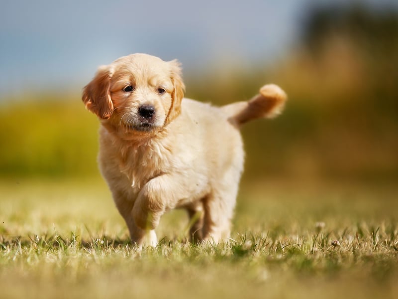 What is true for the Labrador Retriever is also often true for their close cousins the Golden Retriever. That's certainly the case with their webbed feet, although they tend to be slightly less webbed than the Lab.