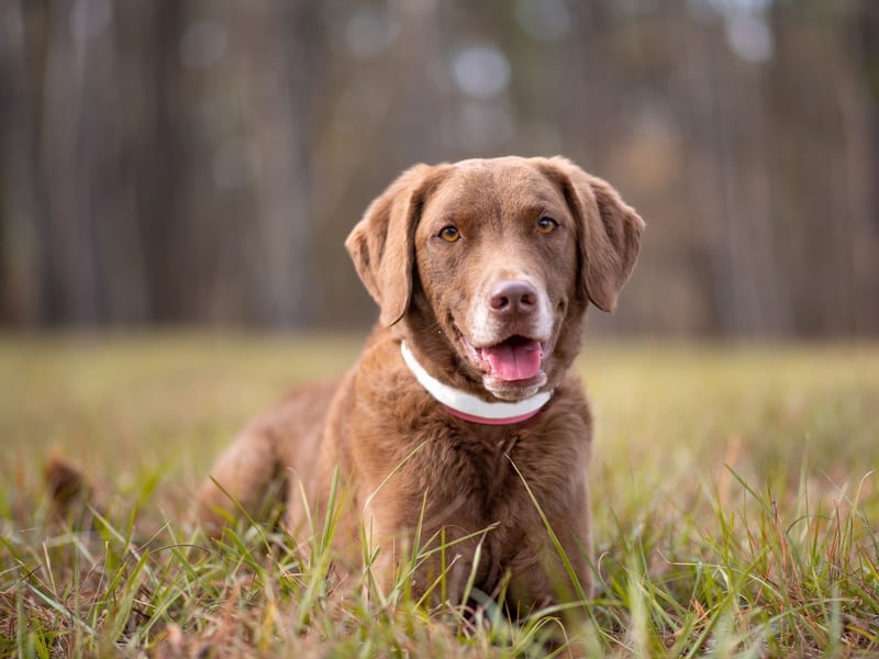 By this point in the list it's probably clear that if a dog has 'retriever' in its name then it has webbed feet. Another example is the curly haired Chesapeake Bay Retriever. 