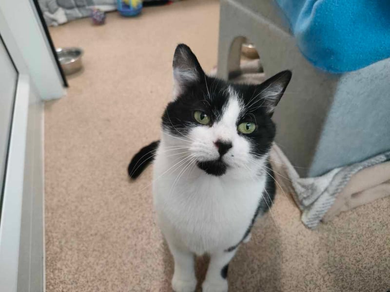 Daisy is a sweet, affectionate 10-month-old who’s ready for a fresh start after being found abandoned with her kitten. Now it's her turn to be cherished. She loves company, cosy spots, and a good chat. Daisy would suit a quiet home with outdoor access and no other cats. She can live with calm, cat-savvy children aged 14 and older.