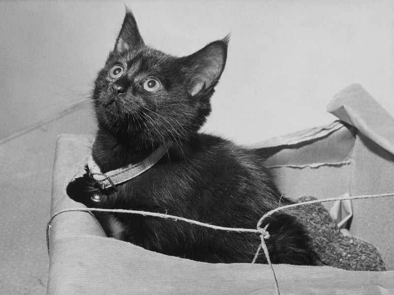 Cats everywhere must be rejoicing at the slow death of this bizarre saying, describing a cramped room, which a 2022 survey found fewer than half of those questioned had ever used. Quite how it came about is unclear. A popular theory is that it originates from the cat o' nine tails whip used in the navy but this seems unlikely as the earliest known use of 'swing a cat' is understood to predate the first use of 'cat o' nine tails'. For the avoidance of doubt, the swinging of cats is never acceptable, however much room you might have.
