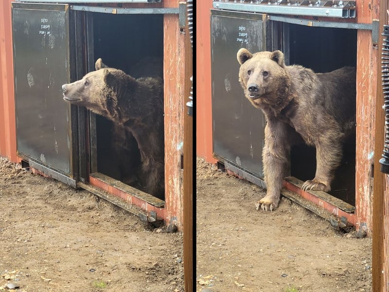 The bears take their first steps at the Zoo