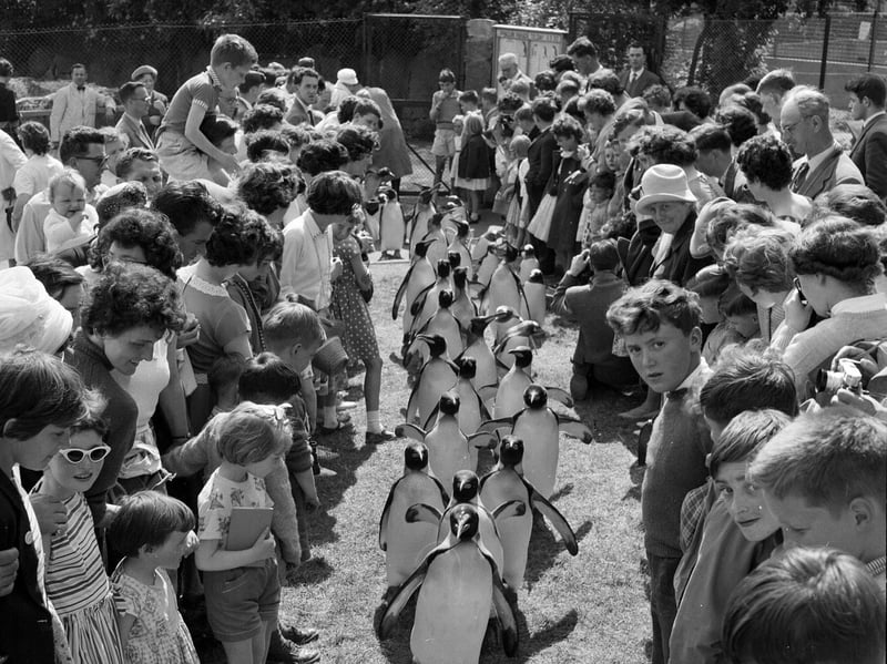 Families and children watch the penguin parade at Edinburgh Zoo in the summer of 1962