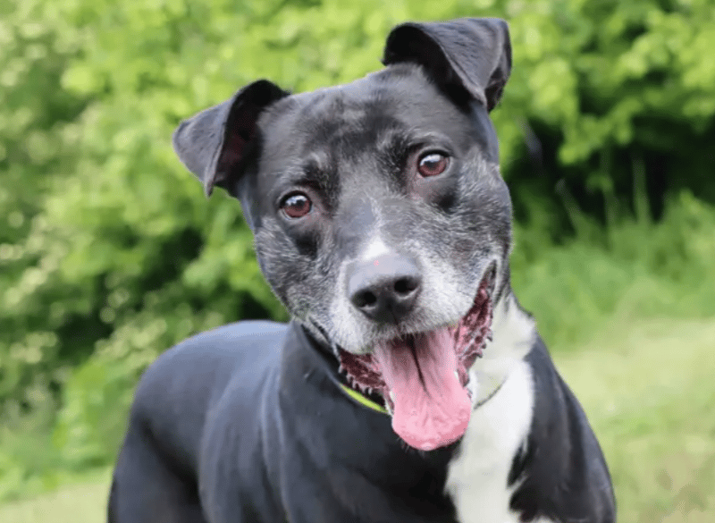 Tyson will flourish in a calm, patient home with a secure garden where he can relax and feel safe. He’s looking for someone who is home most of the day to help him feel settled and supported as he builds confidence. Because of his sensitive nature, Tyson is best suited to a home with older children (aged 16+). He may live with another dog if they are good match.