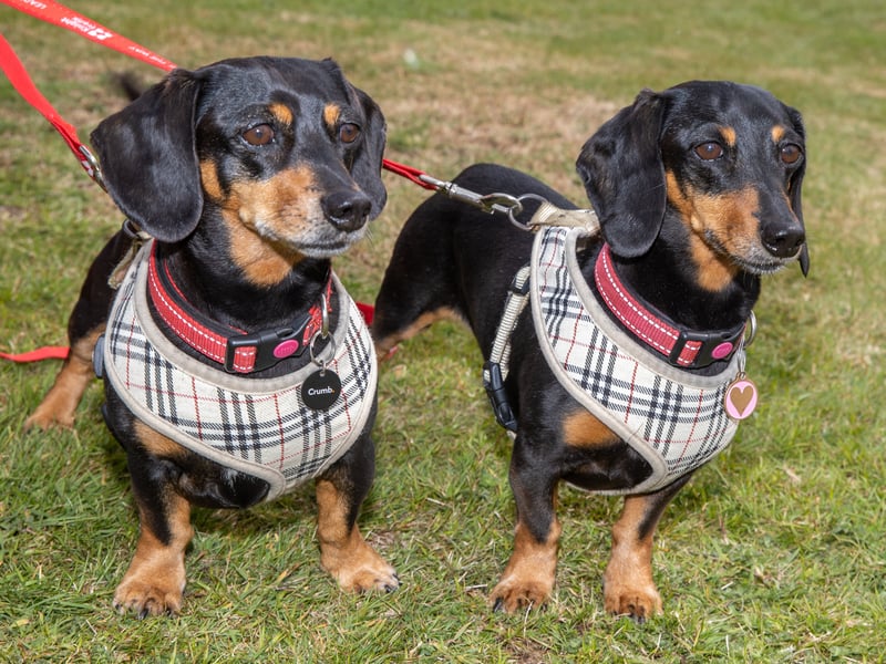 Stansted Park hosted the annual South Downs Food Festival equipped with family entertainment, live music and lots of different food vendors.

Pictured: Billy & Teddy the Sausages

Picture: Alex Shute
