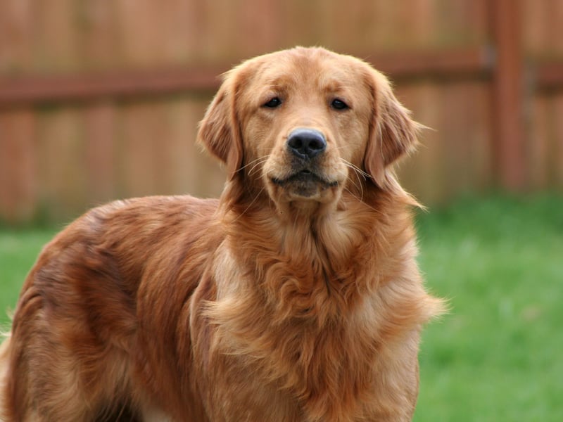 As intelligent as they are friendly (very!), Golden Retrievers are perfect as seeing dogs and search-and-rescue dogs due to their obedience, big brains and dedication to tasks.