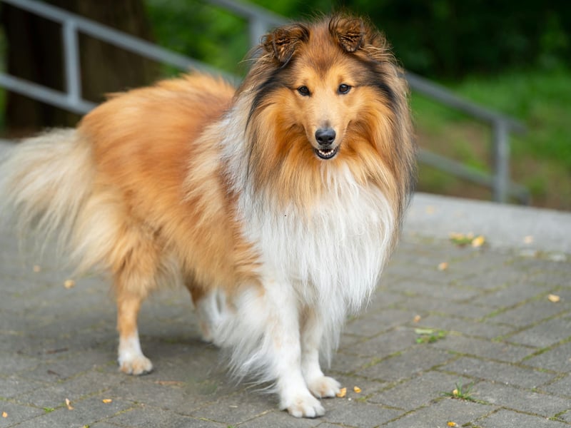 Like Border Collies, Shetland Sheepdogs are great at herding animals due to their extreme intelligence. They thrive on being given new things to learn - the more energetic the better.