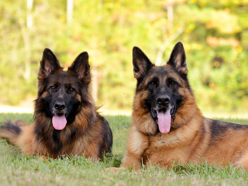 Used for everything from drug detection to sniffing out explosives - by everybody from the army to the police - the German Shepherd is another breed in the top tier of canine intelligence. These bright sparks can understanding a new command after only five repetitions and following the command at least 95 per cent of the time. The other five per cent of the time? The command is probably the wrong one.