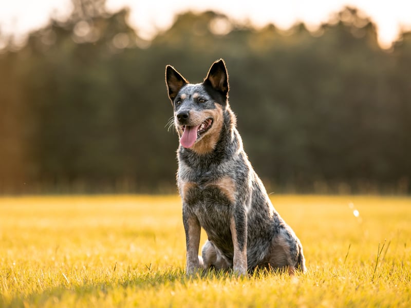 Still used today to herd animals on Outback ranches, the Australian Cattle Dog may not be a common site in Britain's parks but it has brains to spare. They respond particularly well to structured training, while also have an incredible ability to learn for themselves. They'll be running rings around you in no time.