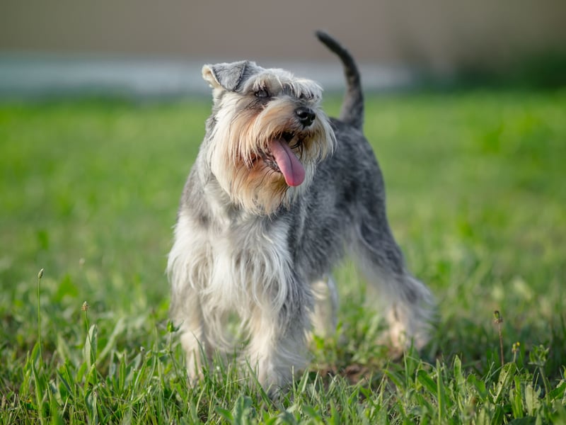 Unusually, the Miniature Schnauzer is more intelligent than its larger cousins - the Standard Schnauzer and the Giant Schnauzer. Bred to hunt rats, these little characters can easily outsmart even the craftiest rodent.