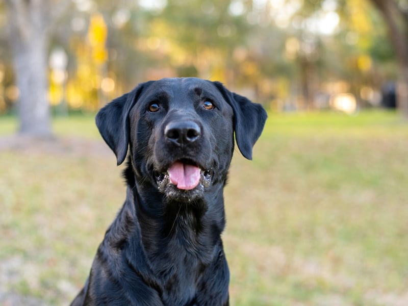 The UK's - and the world's - most popular breed of dog is no slouch in the brain department either. Commonly used as guide dogs and drug detection dogs, the Labrador Retriever's eagerness to please makes them a dream to work with. Sometimes it seems like this clever breed train themselves.