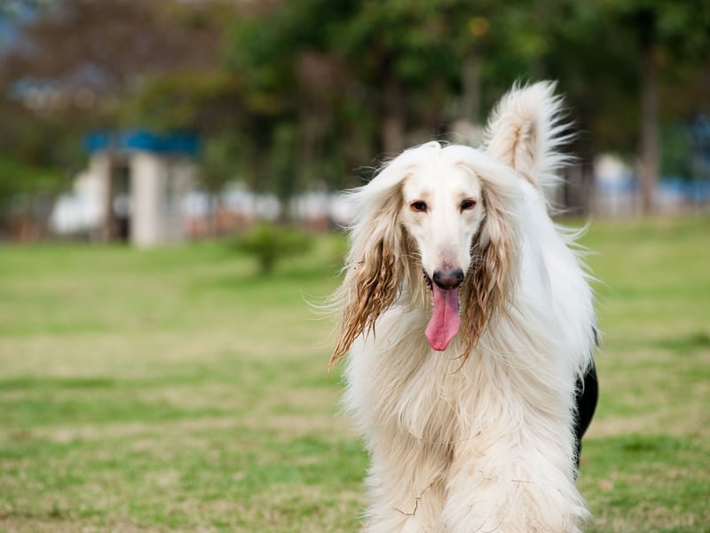 Moving on to the pups with the lowest IQs, and Stanley Coren concluded that the beautiful Afghan Hound is the least intelligent breed of dog. Of course this could be largely due to the fact they are also the most stubborn breed of dog - notorious for ignoring their owner's commands. Who's to say they don't understand every word though!