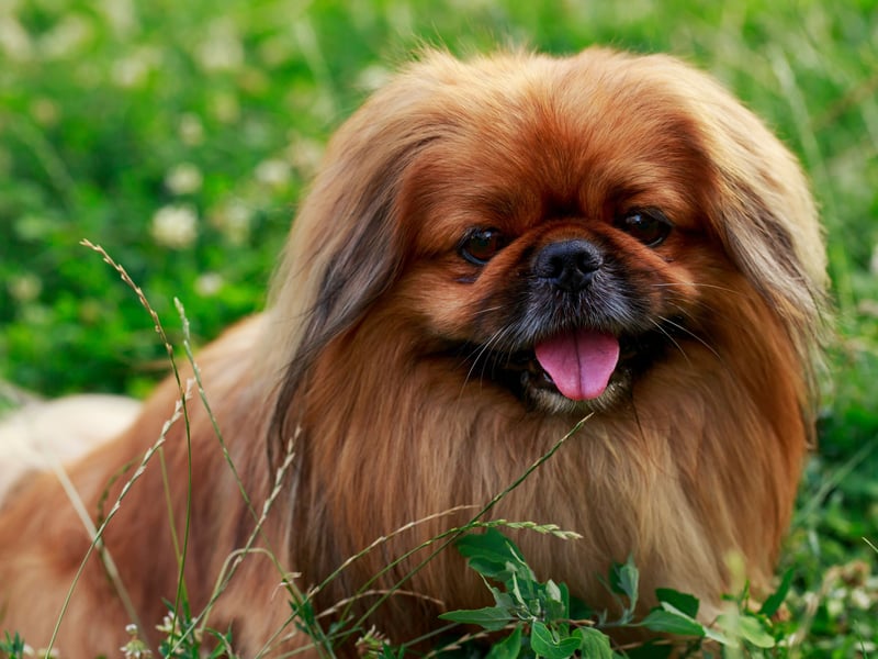The Pekingese was bred as a lap dog for the Chinese Imperial Court - and has exactly the right amount of brains to carry out that task. 