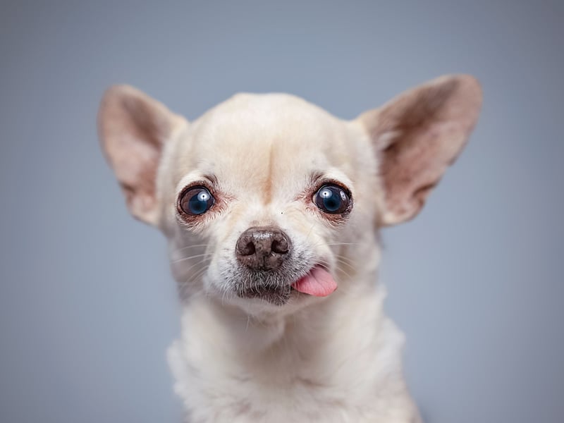 They say you can't teach an old dog new tricks, but they may as well add that you can't teach a Chihuahua...anything. The smallest dogs in the world are also one of the dumbest. Perhaps that's whey they seem so angry - they just don't understand anything. 
