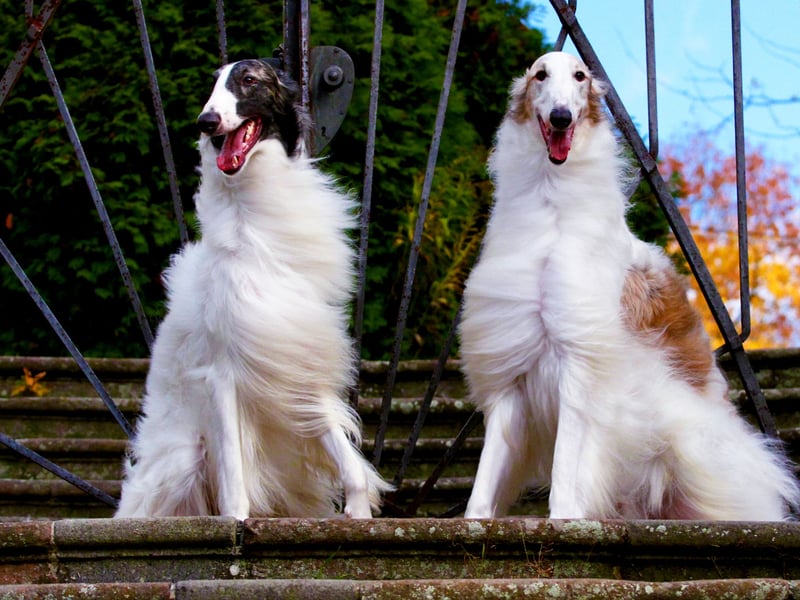 The Borzoi is a dog with a stunning coat, but a reputation of having little in the way of brains. They are also one of the cleanest breeds though, so perhaps spend so long on their own personal hygiene that they don't have much time for puzzles. 