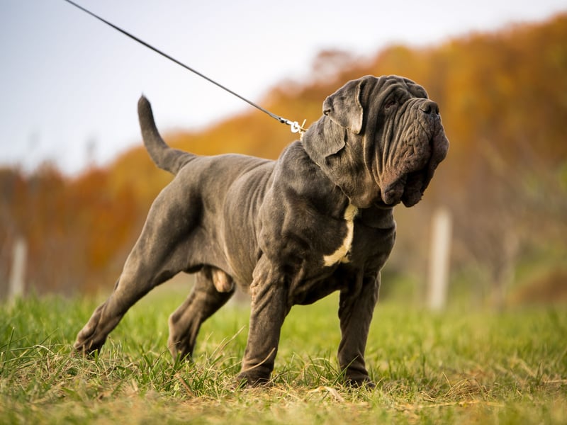 Many Mastiff owners will know that, while their pet will eventually do what's asked of them, they'll take their time over it. It's this ponderous nature that perhaps explains their reputation for a lack of smarts. 