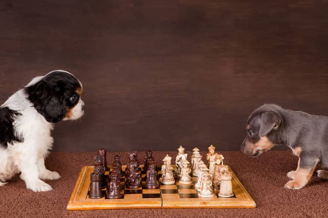 Some dogs are cleverer than others. These two hardly ever win a game.