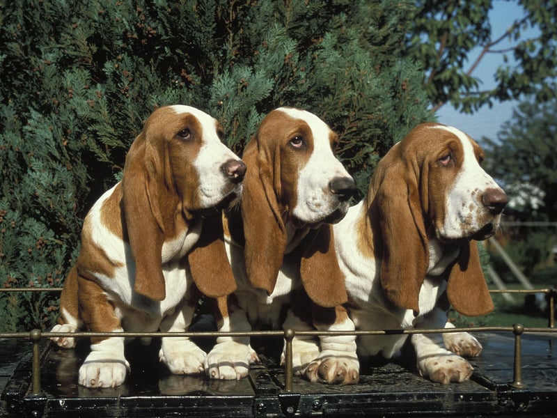 Yet another dog bred to ignore everything else to follow a scent, it's not the Basset Hound's fault that this skill comes at an intellectual cost. They can also be incredibly difficult to house train. 