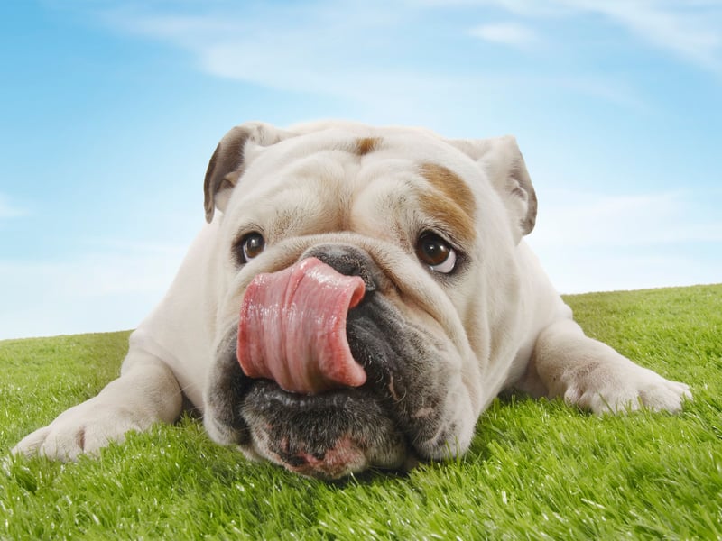 Perhaps the reason the gorgeous Bulldog appears so high on this list is that they are well known for being very lazy - preferring to curl up on the couch instead of running around being smart like a Labrador or Border Collie.