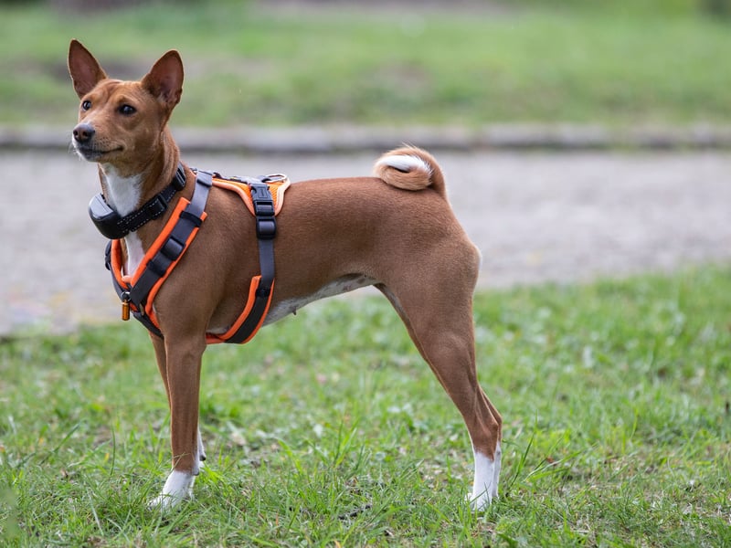 The Basenji is reputedly the world's second most stupid dog breed. Given that they are the only type of dog that don't bark, maybe we just aren't hearing all the clever things they want to say.