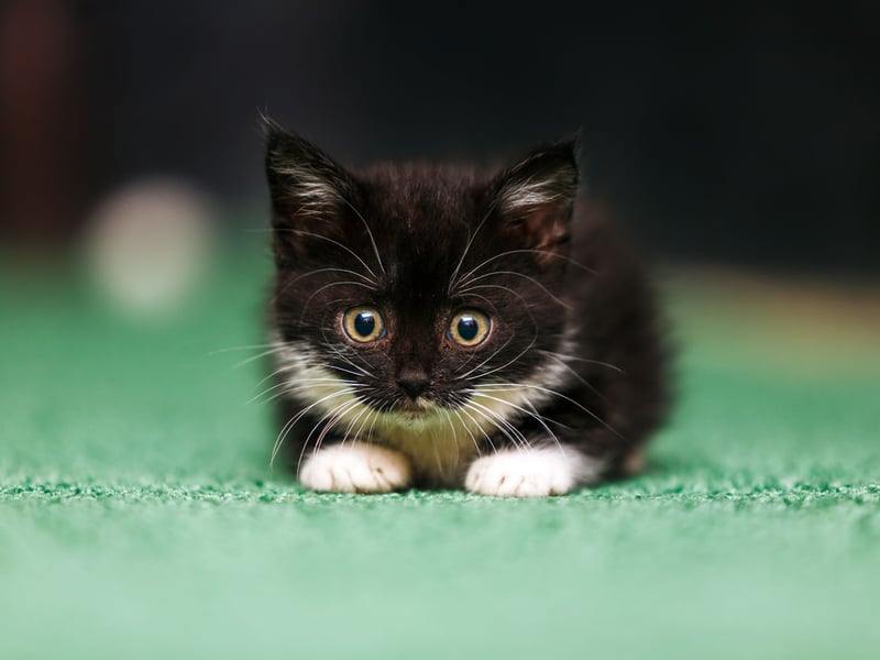 Cats living in bonded groups will greet one another by butting heads as a way of scent swapping, so a cat who does this to you is saying “hello friend”. A cat that rubs and head butts is a way of showing you that they see you as one of them.